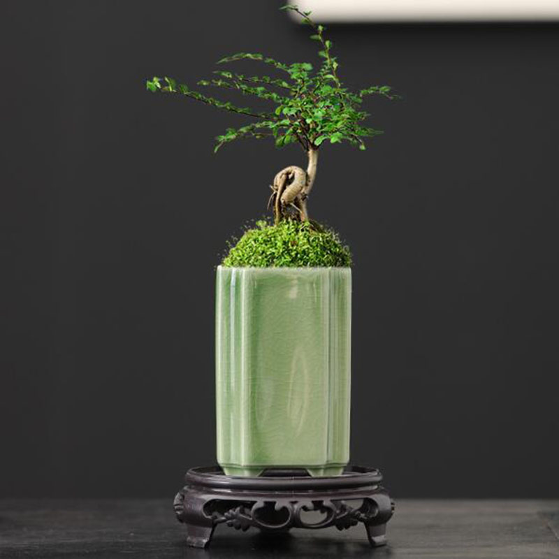 Pilea Peperomioides - Porcelain Square Celadon Glazed Orchid Flowerpot
