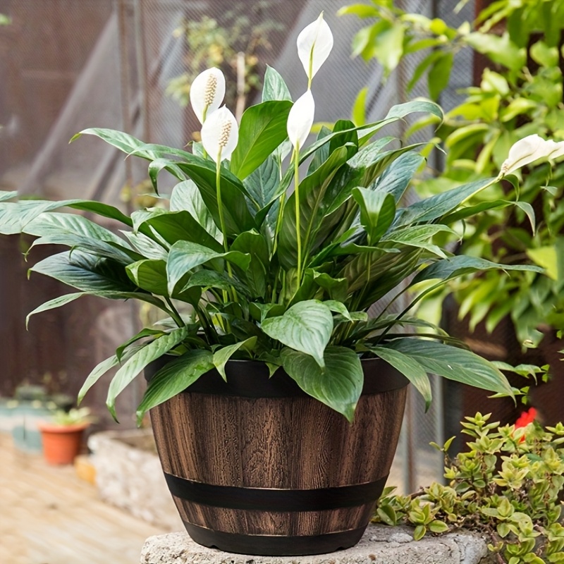 Durable Plastic Round Elegant  - Aloe Vera Pot ulasan dan harga