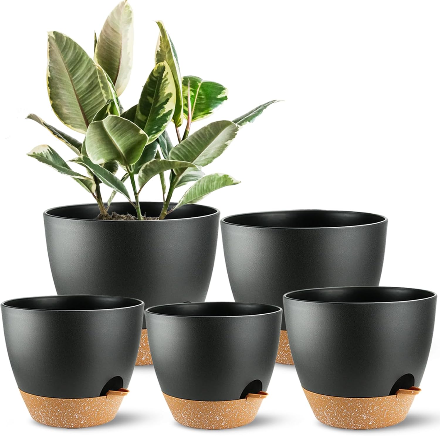 Self Watering Plant Pots with  - Echeveria Succulent ulasan dan harga