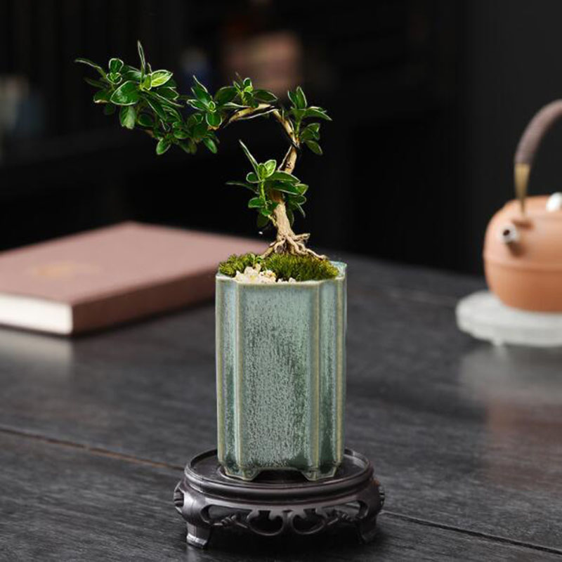 Porcelain Square Celadon Glaze - Pilea Peperomioides ulasan dan harga