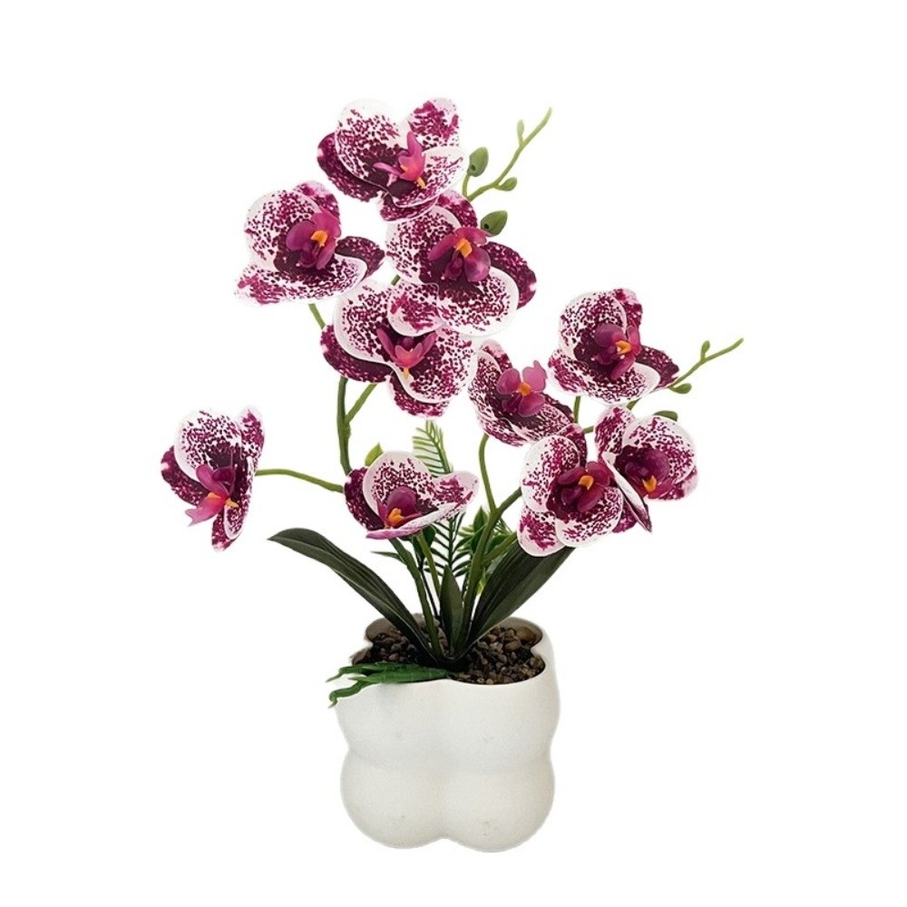 Multi-Bloom Simulated Butterfl - Pilea Peperomioides ulasan dan harga