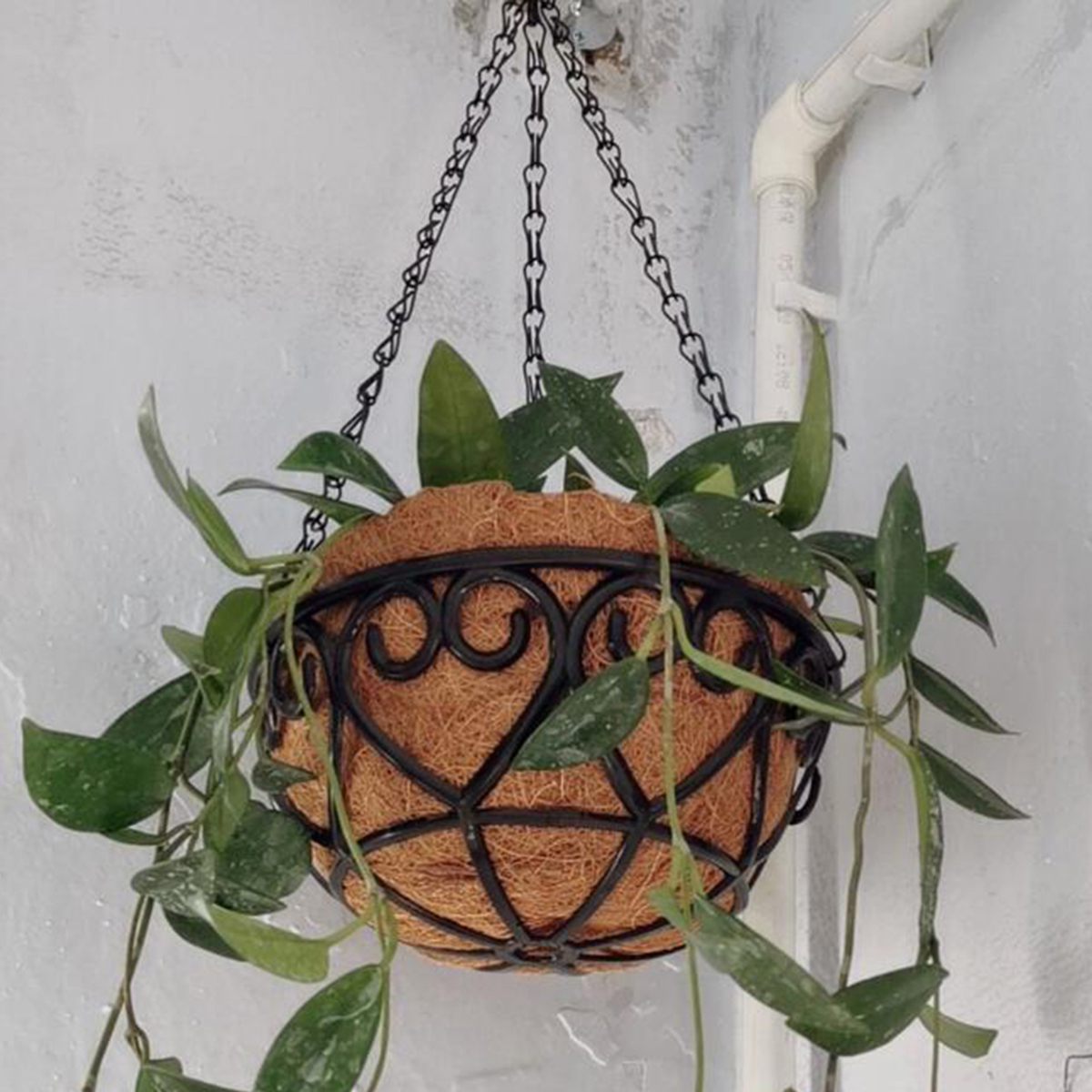 Coconut Liner Iron Chain Hangi - Spider Plant Hanging ulasan dan harga
