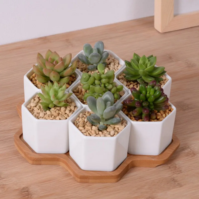 Set of 4/7/9/10 Hexagon Flower - Aloe Vera Pot ulasan dan harga