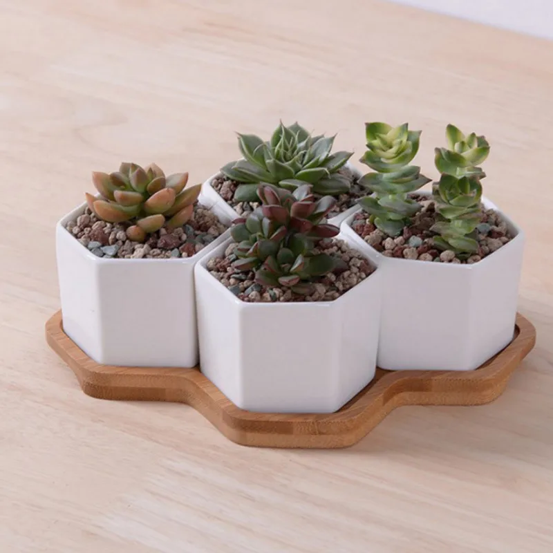 Set of 4/7/9/10 Hexagon Flower - Aloe Vera Pot ulasan dan harga