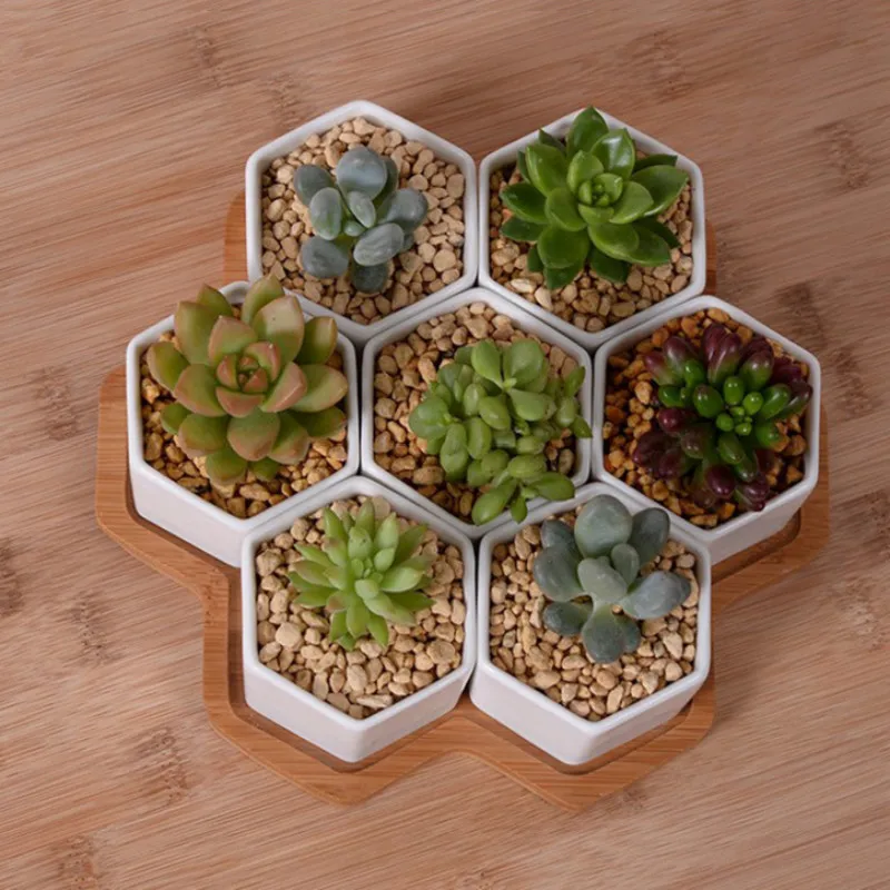 Set of 4/7/9/10 Hexagon Flower - Aloe Vera Pot ulasan dan harga