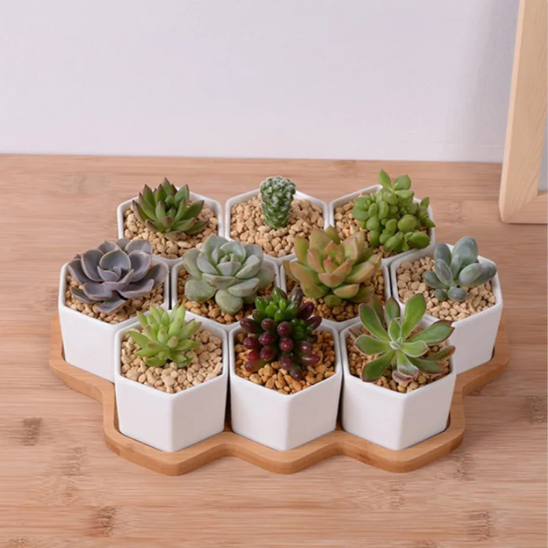 Set of 4/7/9/10 Hexagon Flower - Aloe Vera Pot ulasan dan harga