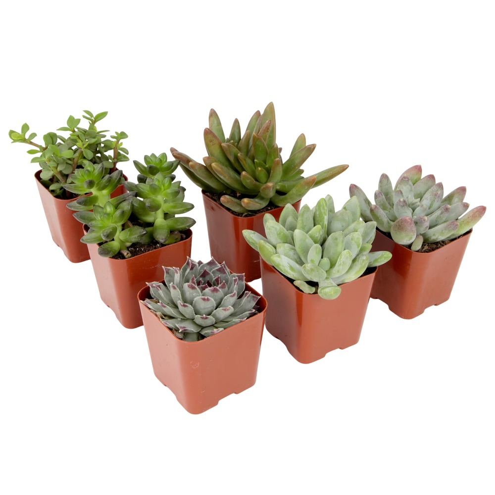Assorted Multicolor Live Mini  - Echeveria Succulent ulasan dan harga