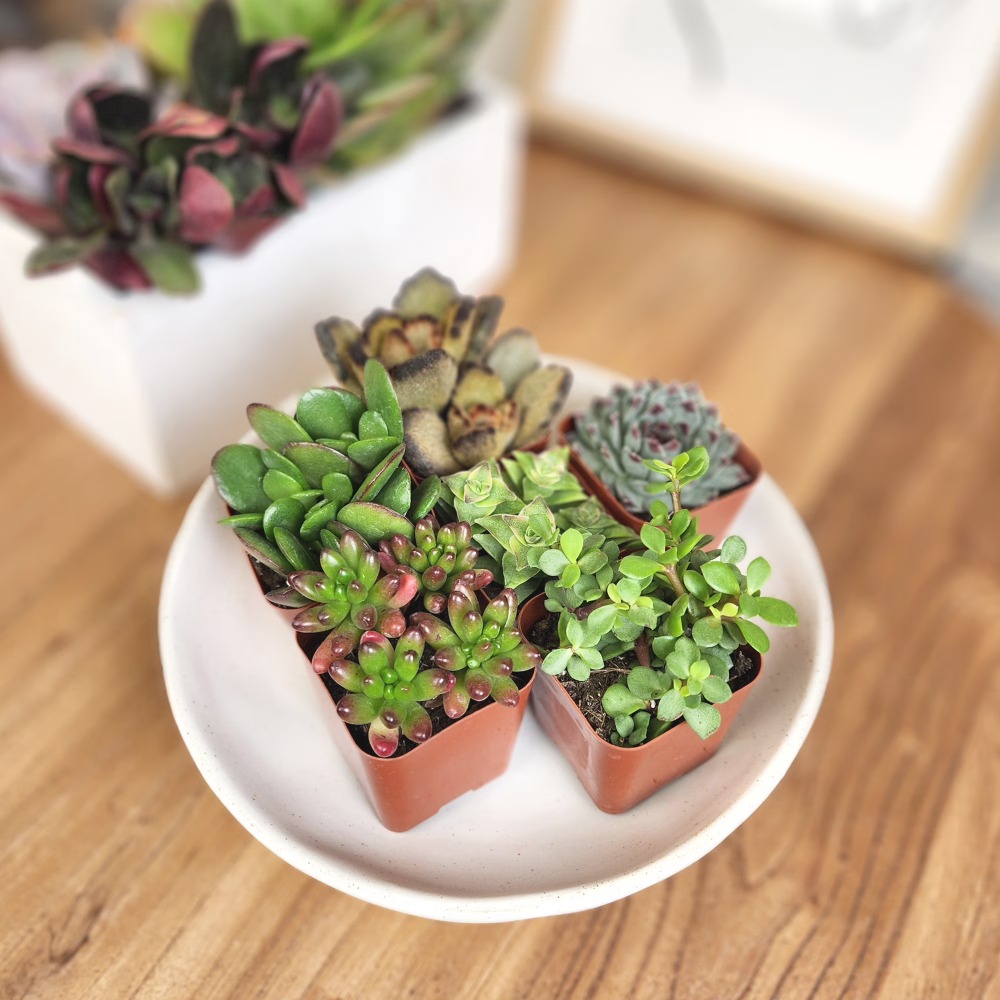 Assorted Multicolor Live Mini  - Echeveria Succulent ulasan dan harga