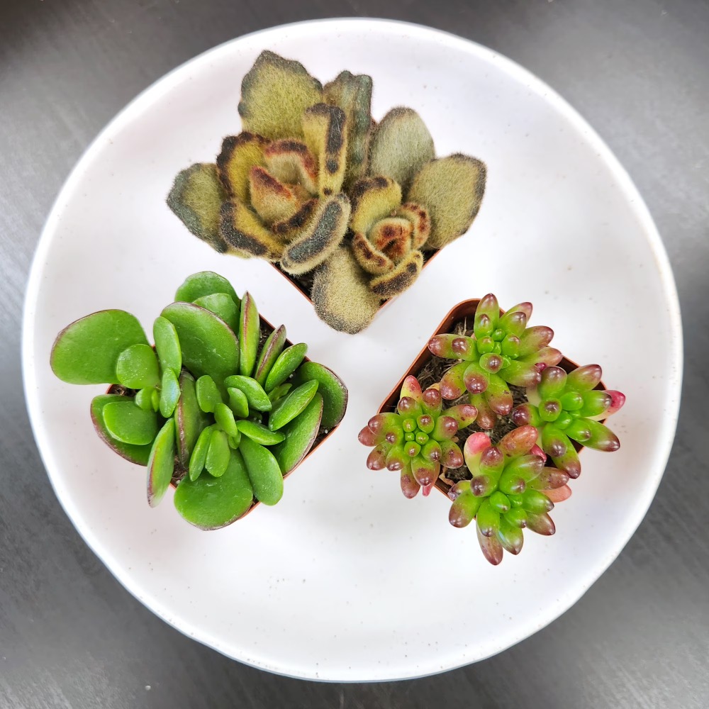 Assorted Multicolor Live Mini  - Echeveria Succulent ulasan dan harga