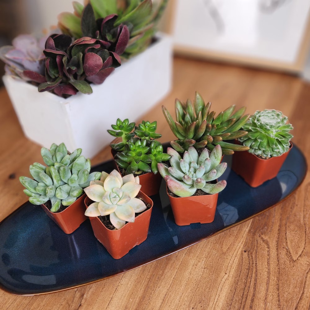 Assorted Multicolor Live Mini  - Echeveria Succulent ulasan dan harga