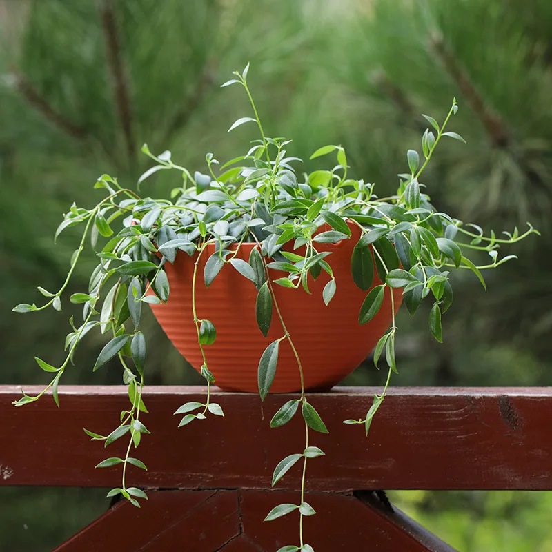 Creative Chinese Ceramic Flowe - Pilea Peperomioides ulasan dan harga